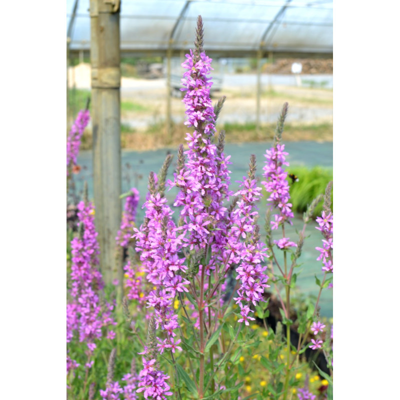 LYTHRUM virgatum 'Rose Queen'