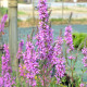 LYTHRUM virgatum 'Rose Queen'