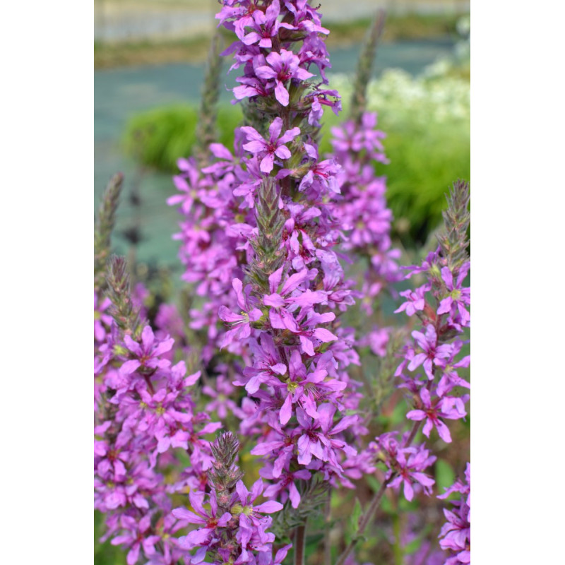 LYTHRUM virgatum 'Rose Queen'