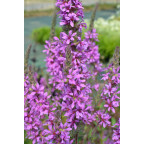 LYTHRUM virgatum 'Rose Queen'
