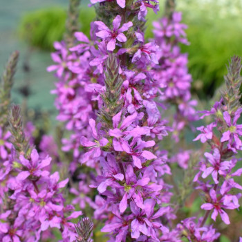 LYTHRUM virgatum &#039;Rose Queen&#039;