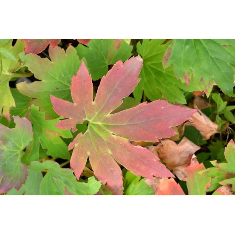 MUKDENIA rossii 'Karasuba'