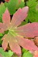 MUKDENIA rossii 'Karasuba'