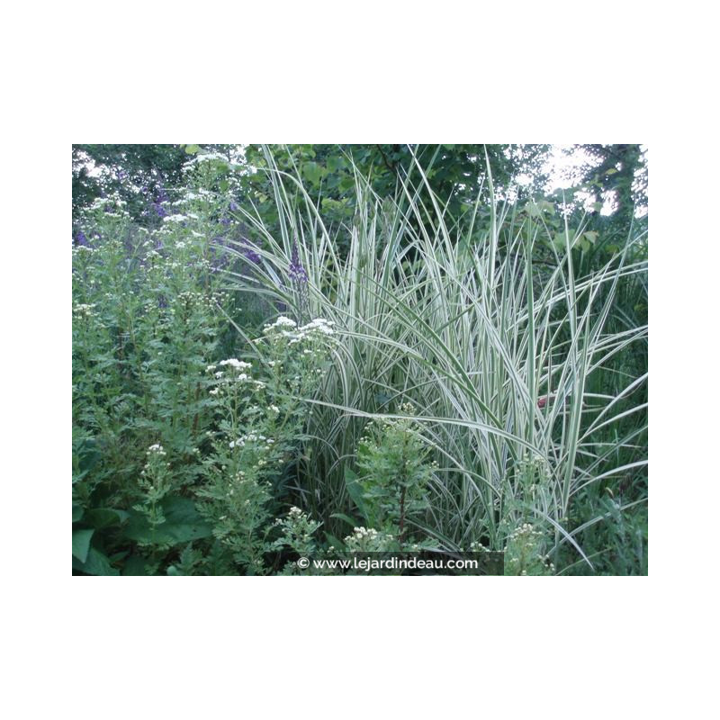 MISCANTHUS sinensis 'Variegatus'