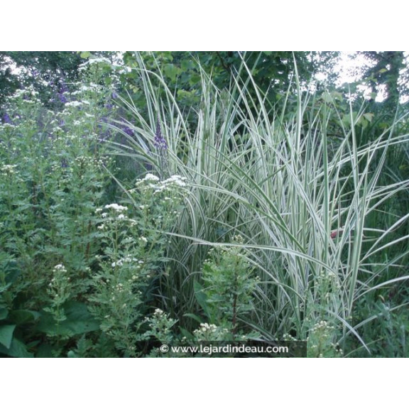 MISCANTHUS sinensis 'Variegatus'