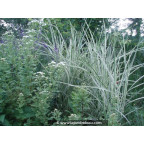 MISCANTHUS sinensis 'Variegatus'
