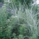 MISCANTHUS sinensis 'Variegatus'