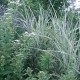 MISCANTHUS sinensis 'Variegatus'