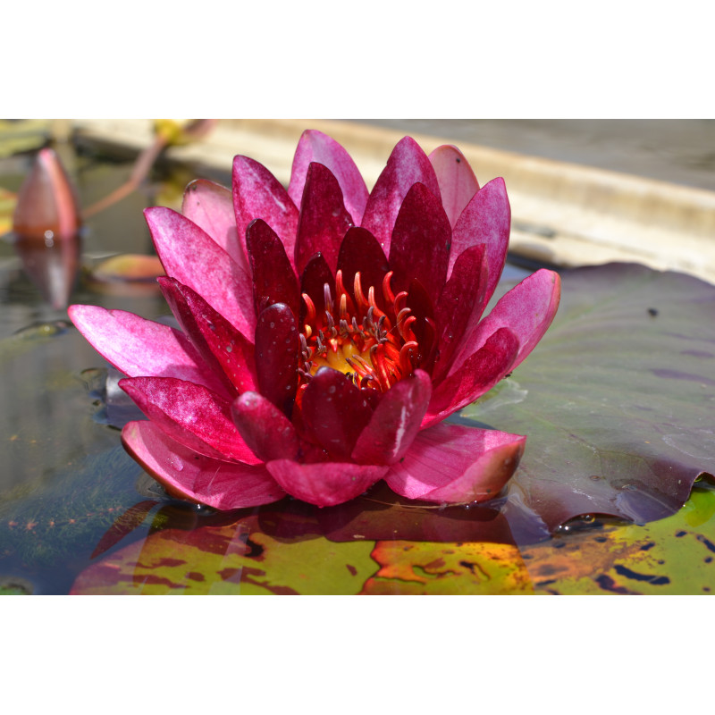 NYMPHAEA 'William Falconer'