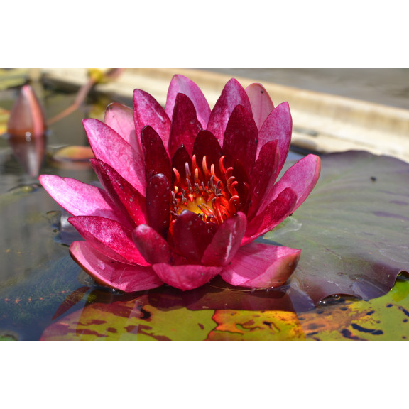 NYMPHAEA 'William Falconer'
