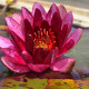 NYMPHAEA 'William Falconer'