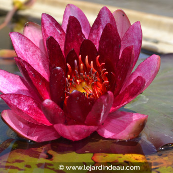 NYMPHAEA &#039;William Falconer&#039;