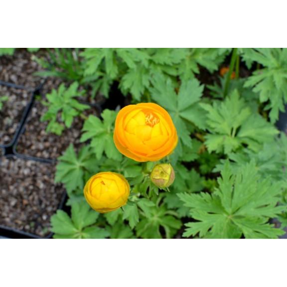 TROLLIUS x cultorum 'Etna'