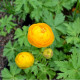 TROLLIUS x cultorum 'Etna'