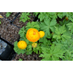 TROLLIUS x cultorum 'Etna'