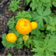 TROLLIUS x cultorum 'Etna'