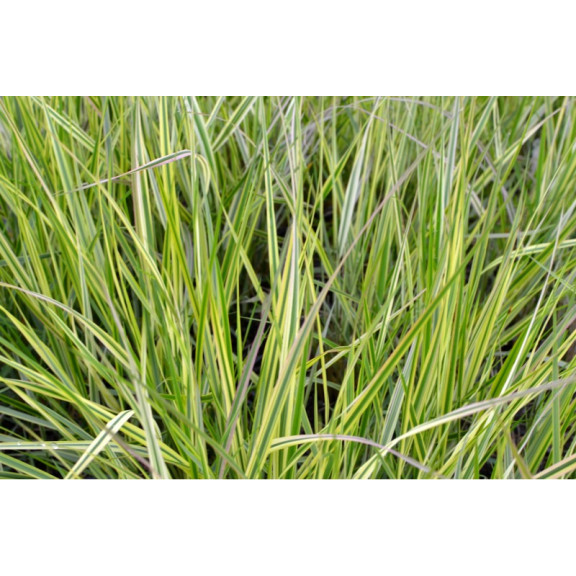 CALAMAGROSTIS x acutiflora 'Overdam'