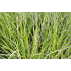 CALAMAGROSTIS x acutiflora 'Overdam'