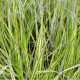 CALAMAGROSTIS x acutiflora 'Overdam'