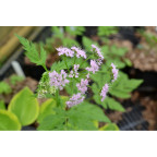 CHAEROPHYLLUM hirsutum 'Roseum'