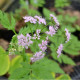 CHAEROPHYLLUM hirsutum 'Roseum'