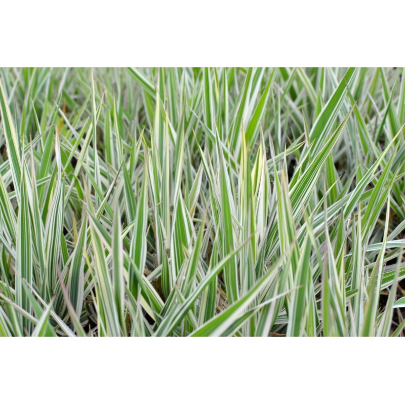 PHALARIS arundinacea 'Picta'