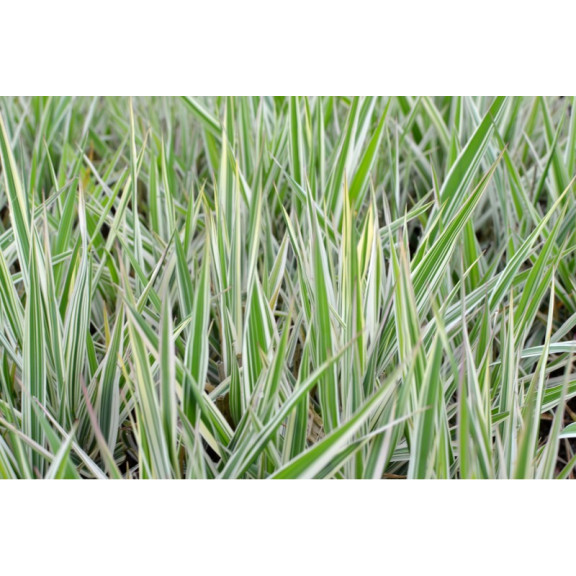 PHALARIS arundinacea 'Picta'