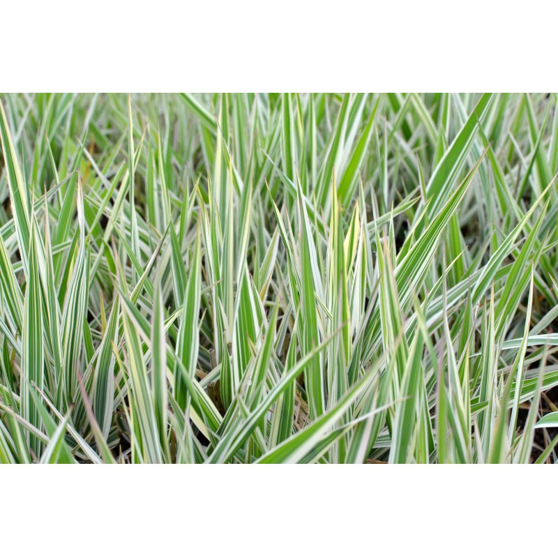 PHALARIS arundinacea 'Picta'