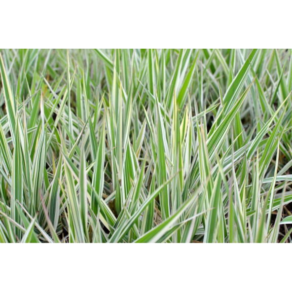 PHALARIS arundinacea 'Picta'