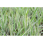 PHALARIS arundinacea 'Picta'