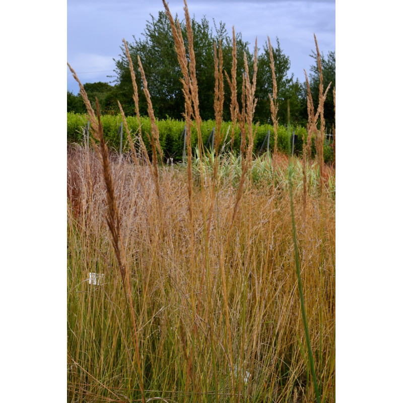 CALAMAGROSTIS x acutiflora 'Karl Foerster'