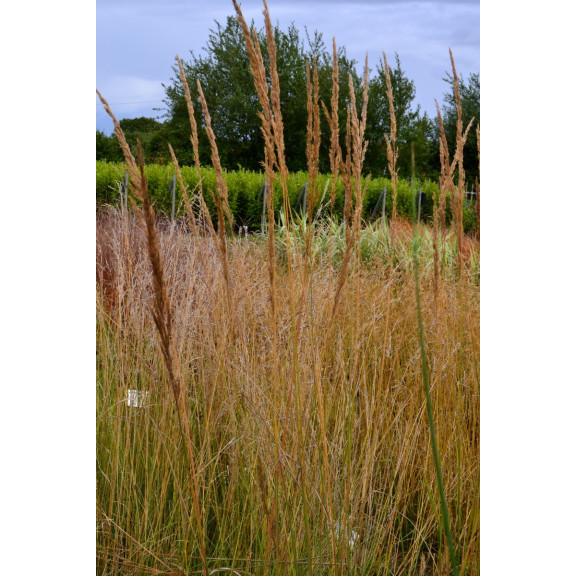 CALAMAGROSTIS x acutiflora 'Karl Foerster'