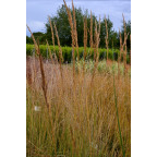 CALAMAGROSTIS x acutiflora 'Karl Foerster'