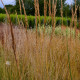 CALAMAGROSTIS x acutiflora 'Karl Foerster'