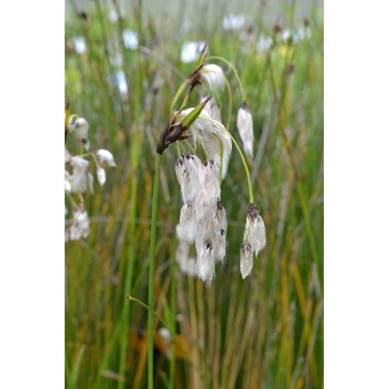 ERIOPHORUM latifolium