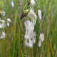 ERIOPHORUM latifolium