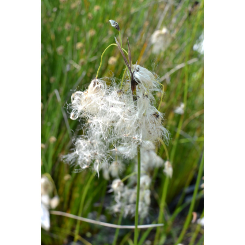 ERIOPHORUM latifolium