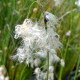 ERIOPHORUM latifolium