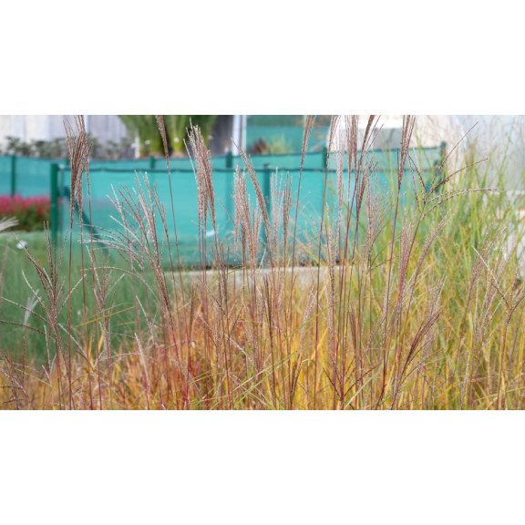 MISCANTHUS sinensis 'Etincelle'