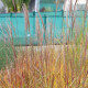 MISCANTHUS sinensis 'Etincelle'