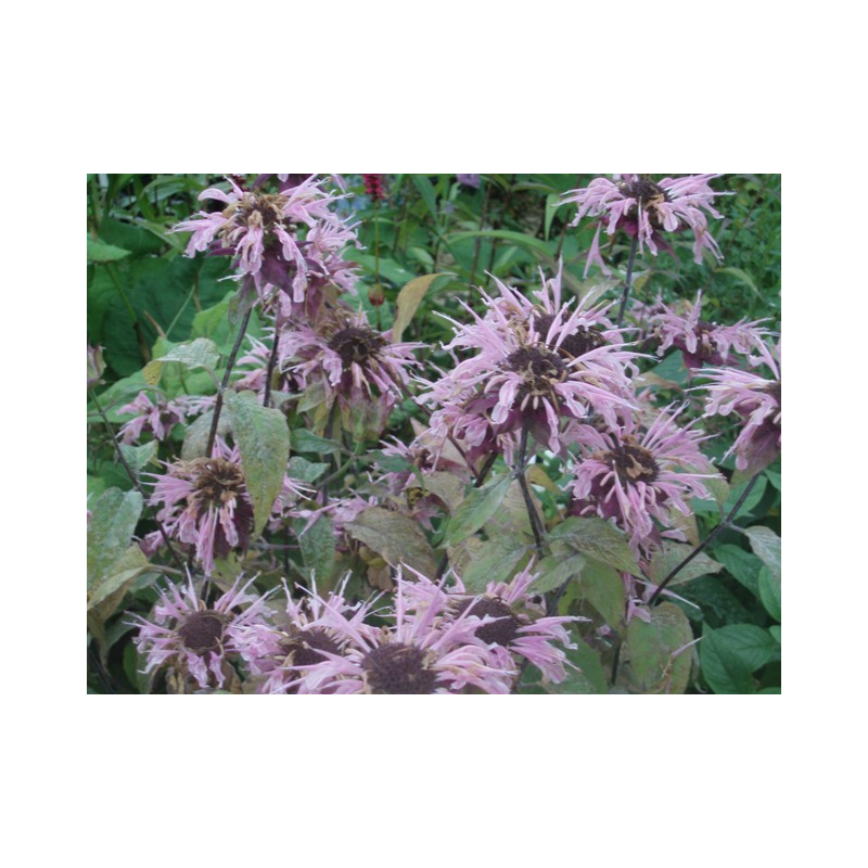 MONARDA 'Beauty of Cobham' MONARDA 'Beauty of Cobham'