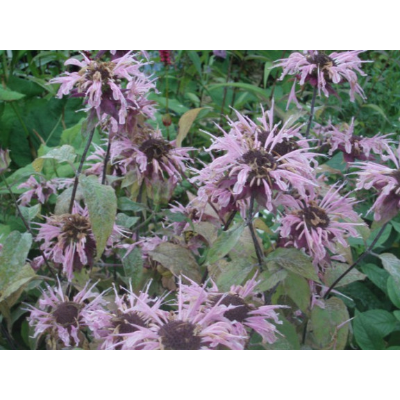 MONARDA 'Beauty of Cobham'
