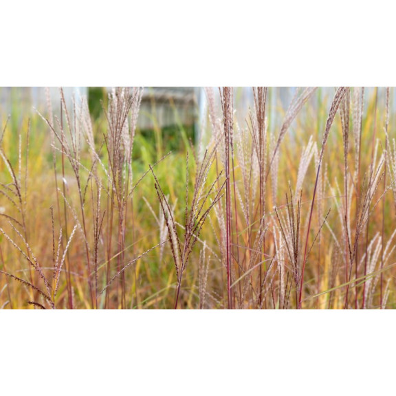 MISCANTHUS sinensis 'Etincelle'