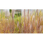 MISCANTHUS sinensis 'Etincelle' MISCANTHUS sinensis 'Etincelle'