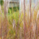 MISCANTHUS sinensis 'Etincelle'