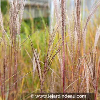 MISCANTHUS sinensis &#039;Etincelle&#039;