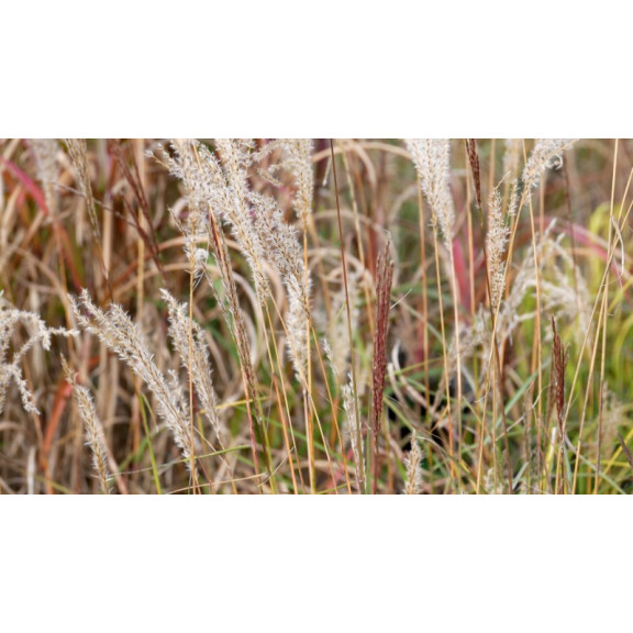 MISCANTHUS sinensis 'Ferner Osten'