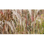 MISCANTHUS sinensis 'Ferner Osten'