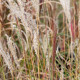 MISCANTHUS sinensis 'Ferner Osten'