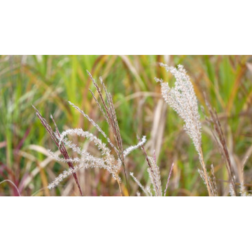 MISCANTHUS sinensis \'Ferner Osten\'